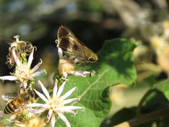 Platylesches moritili