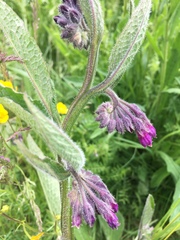 Symphytum officinale