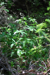 Lilium pardalinum pardalinum