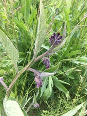 Symphytum officinale