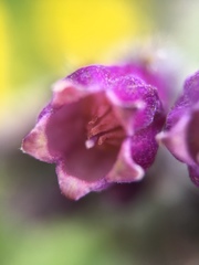 Symphytum officinale