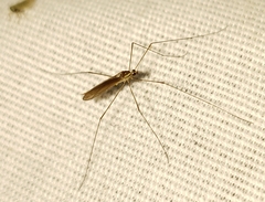 Gonomyia