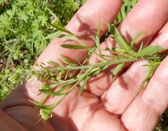 Lepidium austrinum