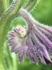 Symphytum officinale