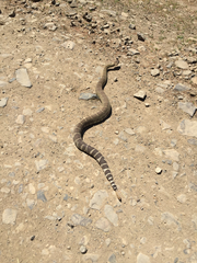 Crotalus oreganus