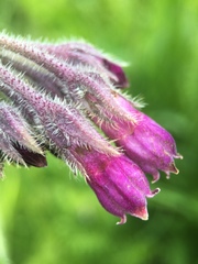 Symphytum officinale