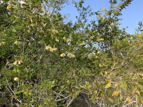Myrtle bushwillow (Terminalia myrtifolia)