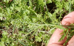 Lepidium austrinum