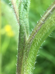 Symphytum officinale