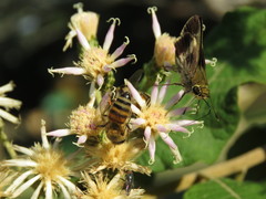 Platylesches moritili