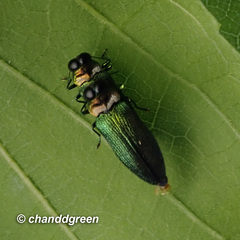 Coomaniella