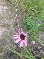 Echinacea tennesseensis