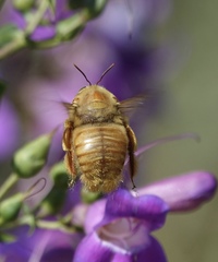 Xylocopa sonorina