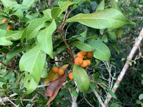 Hairy Cola (Cola dorrii)