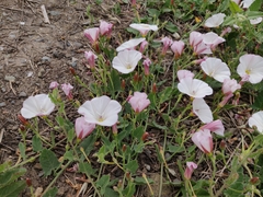 Calystegia subacaulis