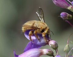 Xylocopa sonorina