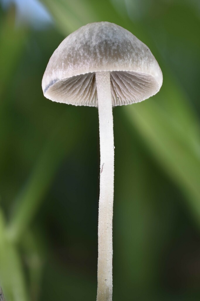 Panaeolus chlorocystis