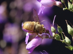 Xylocopa sonorina