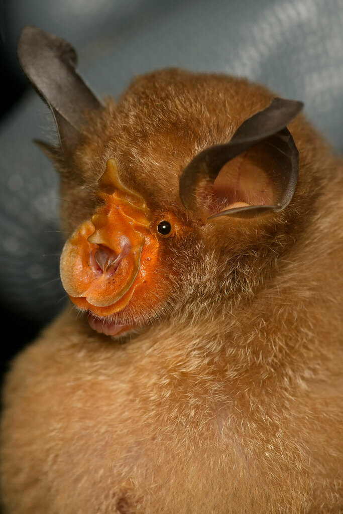 Blyth's Horseshoe Bat