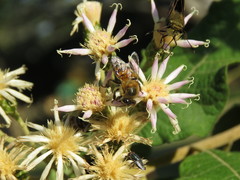 Platylesches moritili