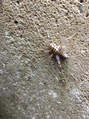 Ceuthophilus maculatus