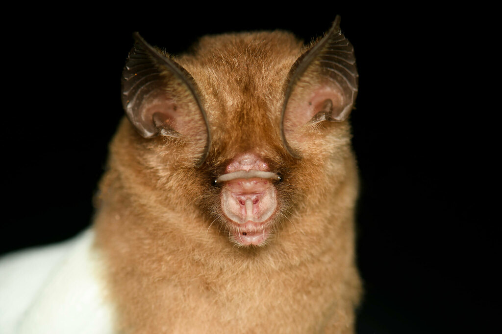 Pomona Leaf-Nosed Bat