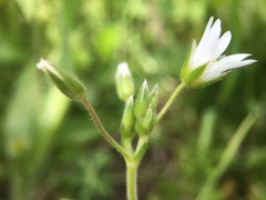Cerastium fontanum