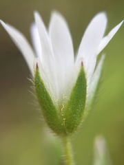 Cerastium fontanum