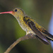 Gilded Hummingbird - Photo (c) Carmelo López Abad, some rights reserved (CC BY-NC), uploaded by Carmelo López Abad
