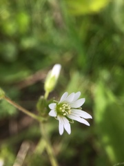 Cerastium fontanum