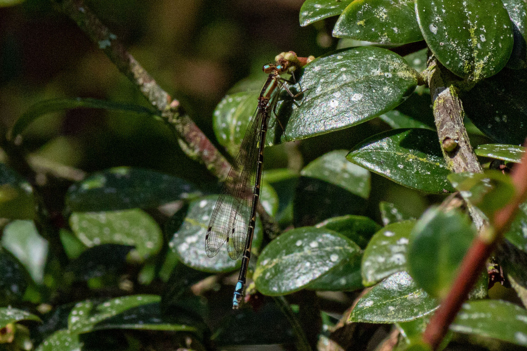 Mesamphiagrion santainense