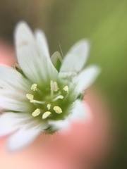 Cerastium fontanum
