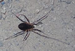 Protolophus singularis