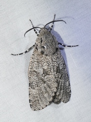 Prionoxystus robiniae