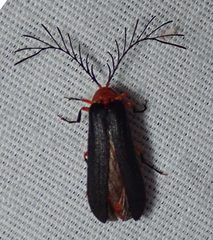 Pterotus obscuripennis