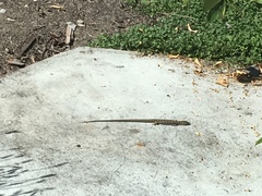 Elgaria multicarinata