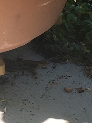 Elgaria multicarinata