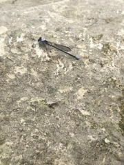 Argia translata