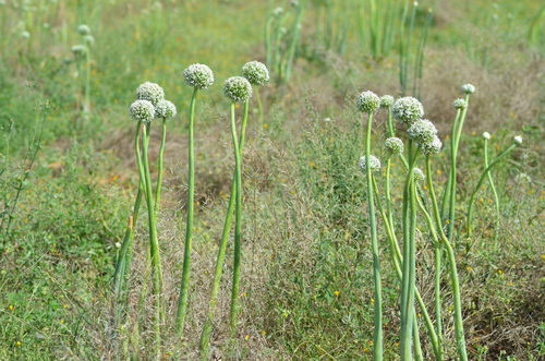 Allium cepa