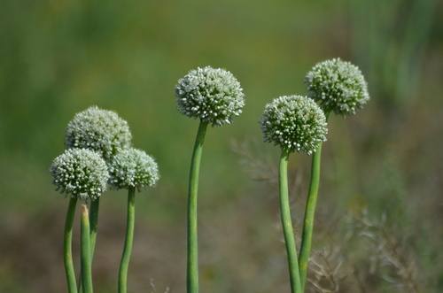 Allium cepa