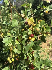 Ribes aureum