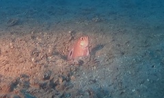 Blackspot Bandfish photo 3