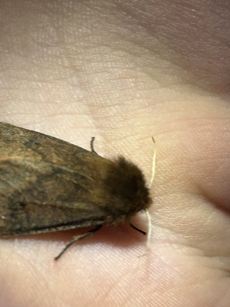 Large Ruby Tiger Moth