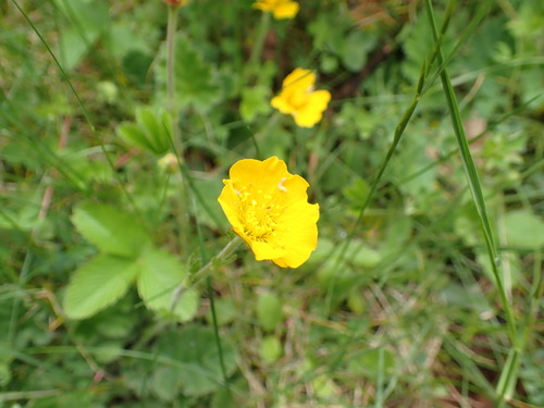 Image of Geum sylvaticum by (c) Franck Cabot, some rights reserved (CC BY)