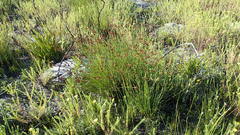 Hypodiscus aristatus