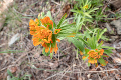 Castilleja hispida hispida
