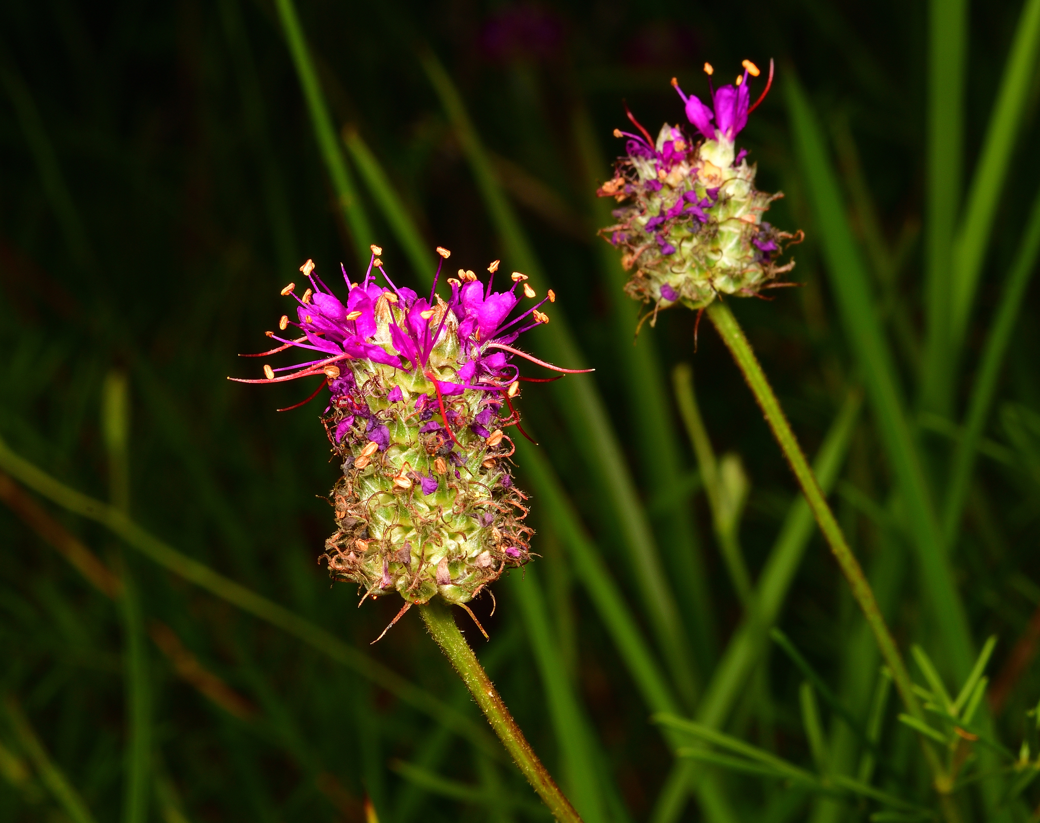 Dalea cahaba