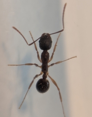 Aphaenogaster picea