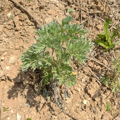 Pelynas nuotrauka