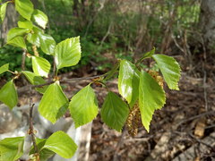 Betula × aurata